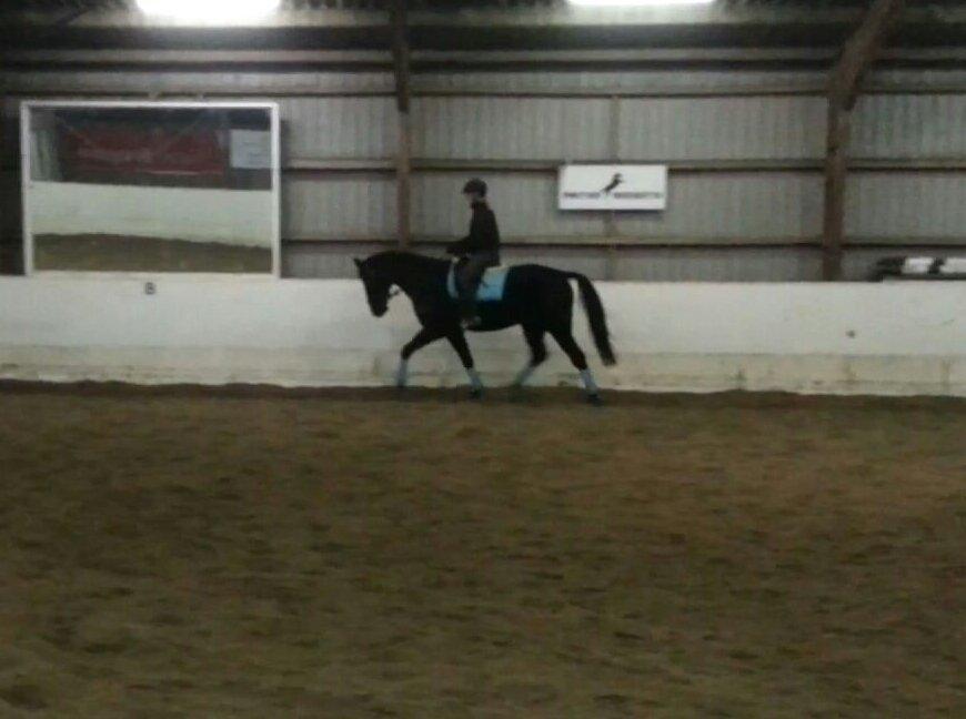 Oldenborg Safian's Sonnick R.I.P billede 11