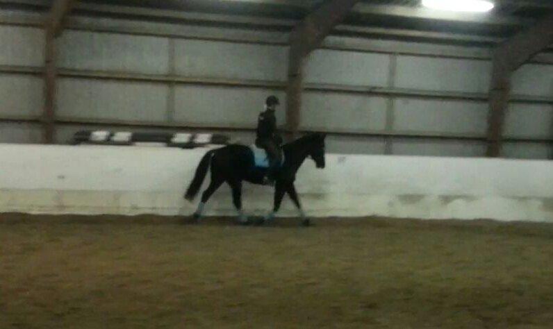 Oldenborg Safian's Sonnick R.I.P billede 12
