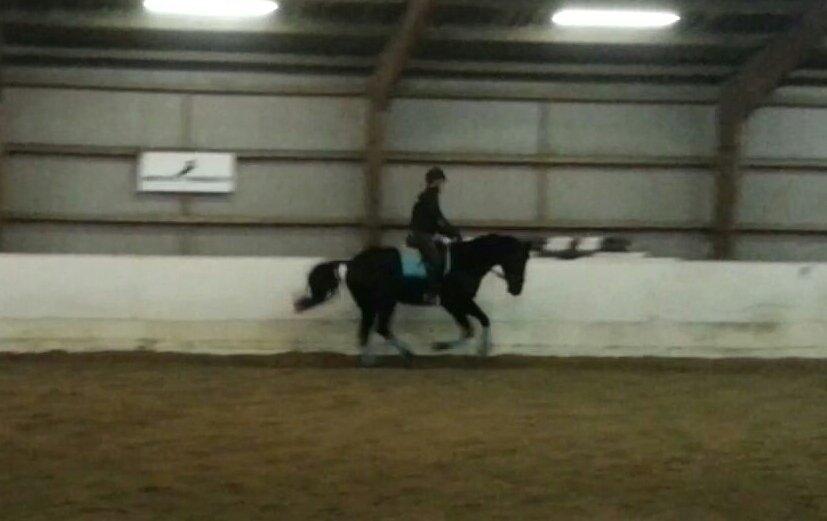 Oldenborg Safian's Sonnick R.I.P billede 13