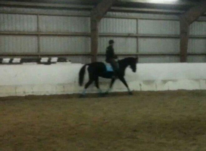 Oldenborg Safian's Sonnick R.I.P billede 14