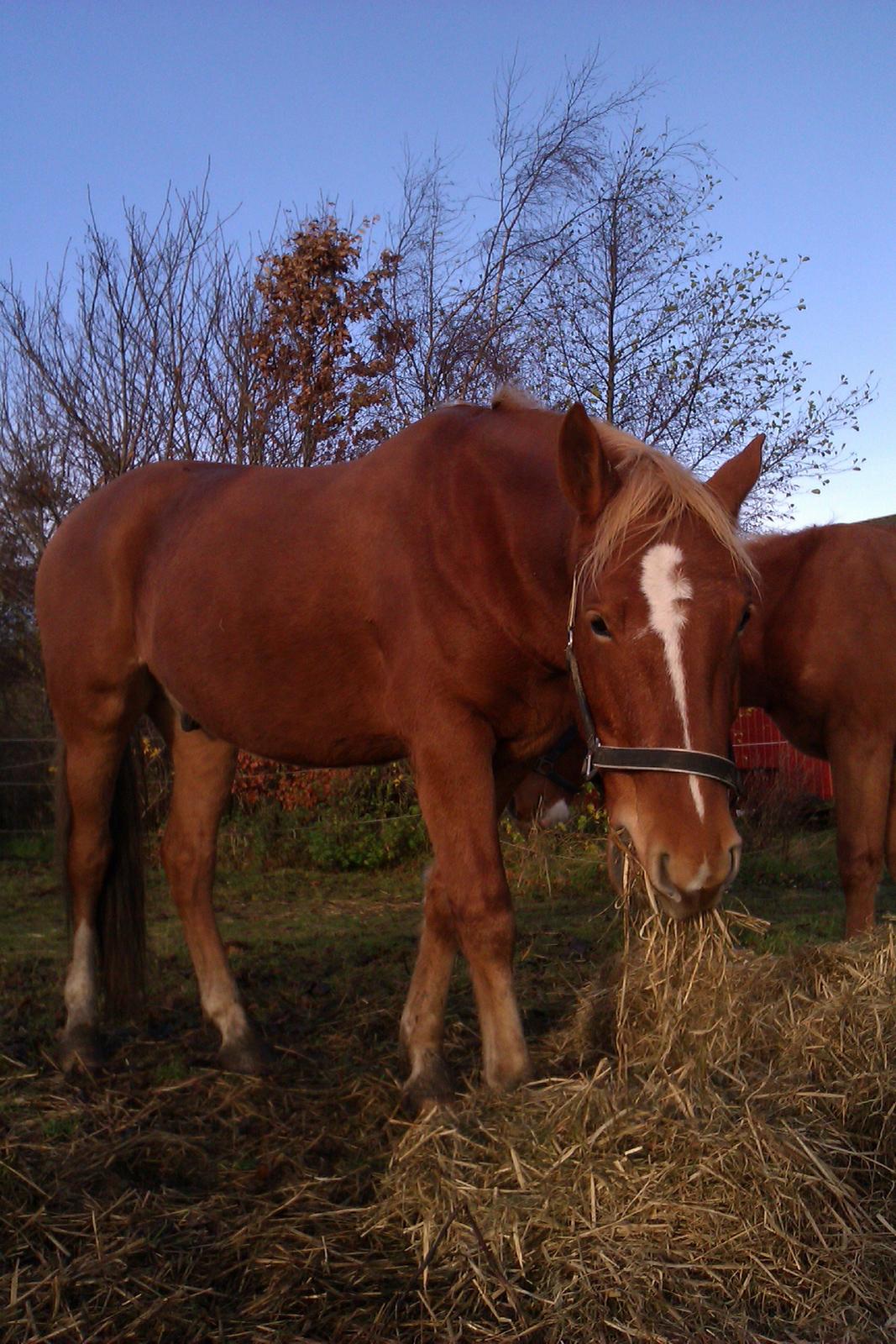 Frederiksborg Bakkegårds Picasso billede 3