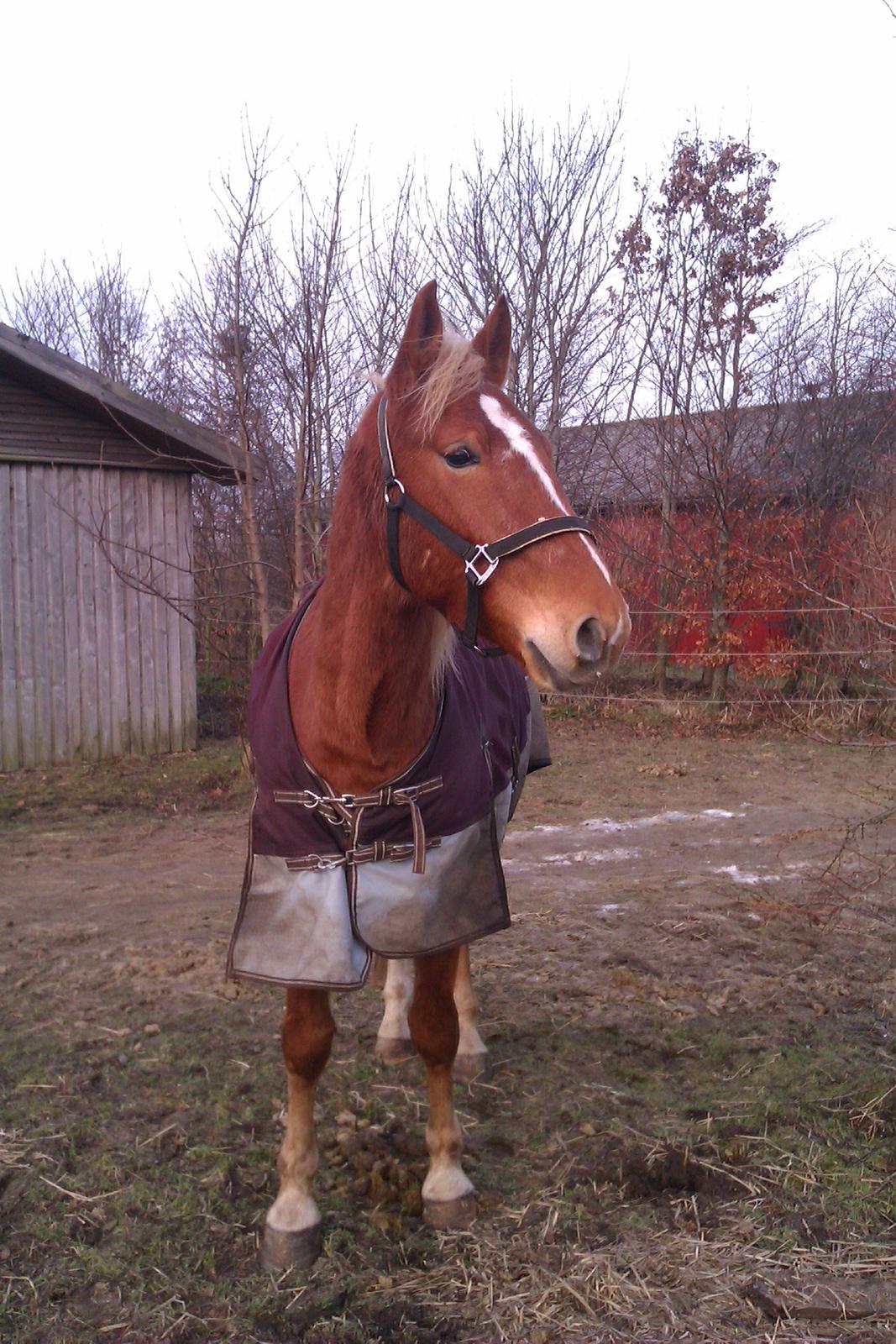 Frederiksborg Bakkegårds Picasso - Smukke Picasso billede 1