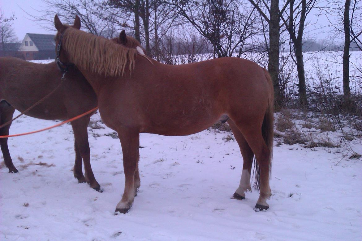 Frederiksborg Bakkegårds Picasso - Den 15. februar 2013 billede 2