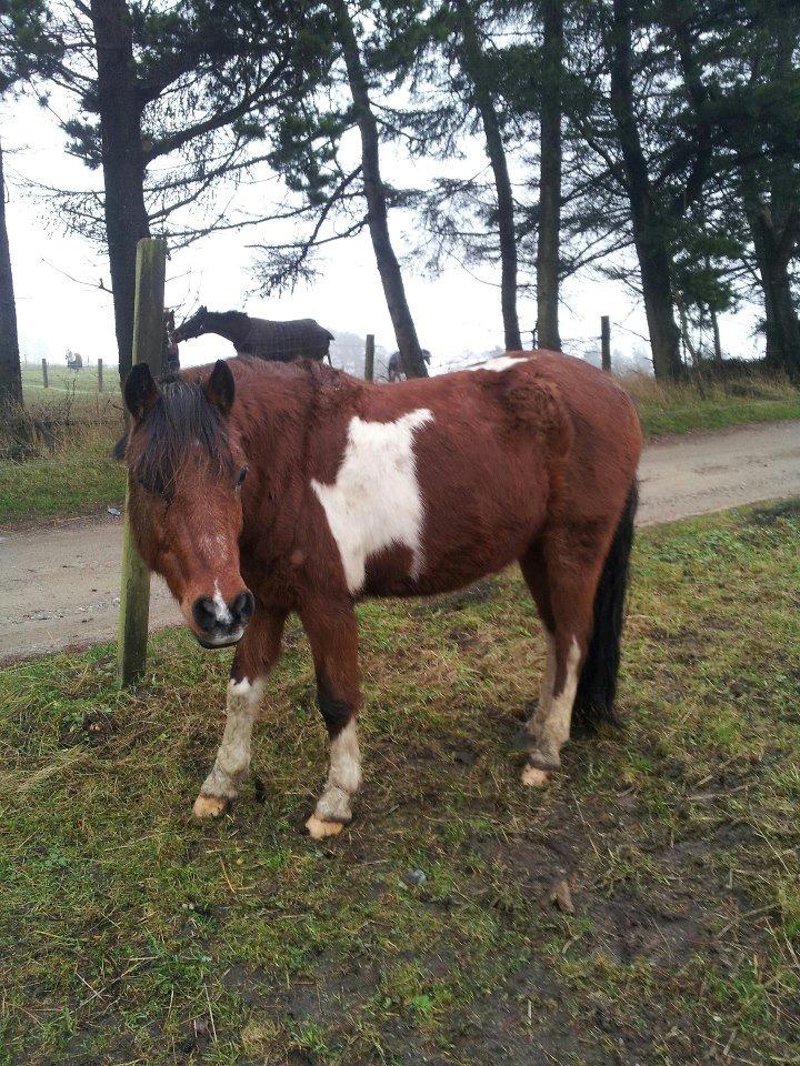 Pinto Dyrkærgaards Loverboy/Boysen - Farvel ♥ billede 17