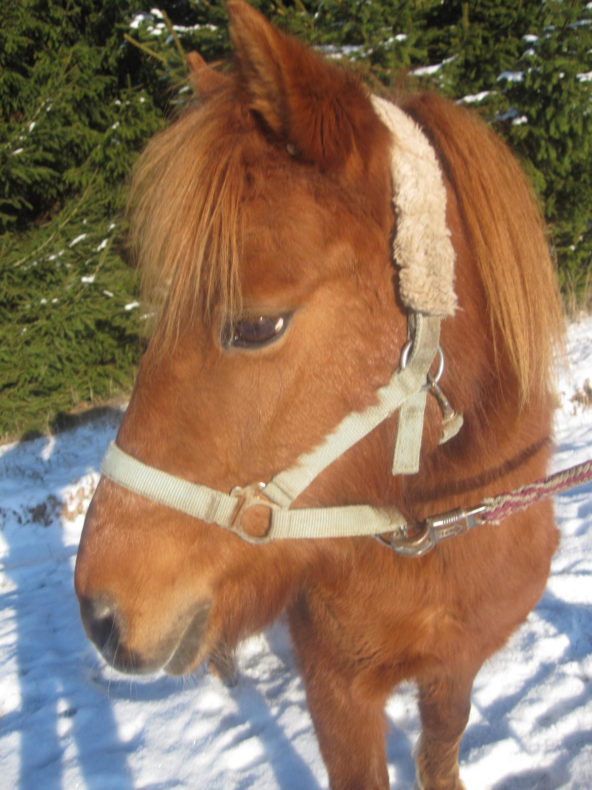 Anden særlig race Molly (SOLGT) <3 - At trække vejret er som at elske dig hvordan kan man la' vær' <3 billede 2