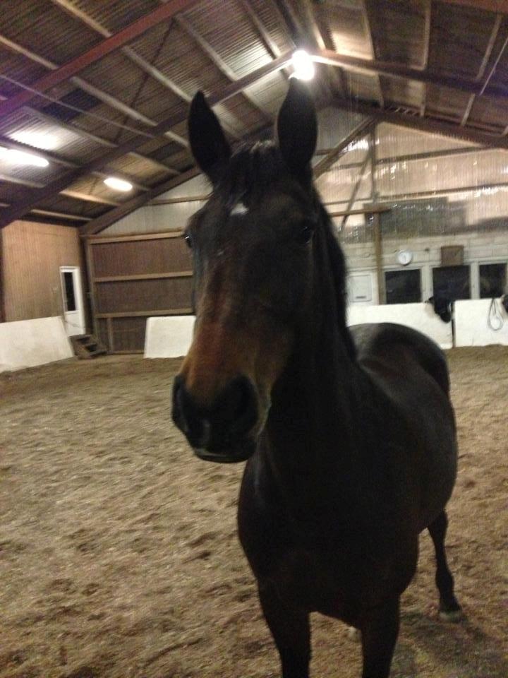 Holstener Lucern - Lucern inde i hallen :) billede 10