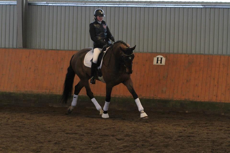 Dansk Varmblod Ruder Es Havdal - 16.02.2013 opvarmning til LA1 på Hvalsø rideklub billede 6