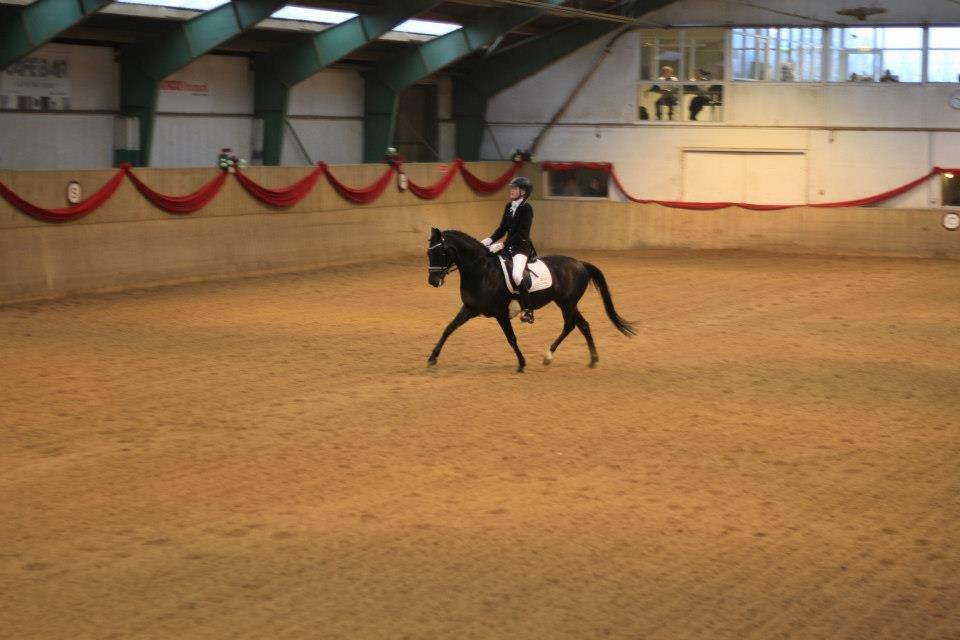 Tysk Sportspony Westendorf Harmonie *B-Pony* billede 16