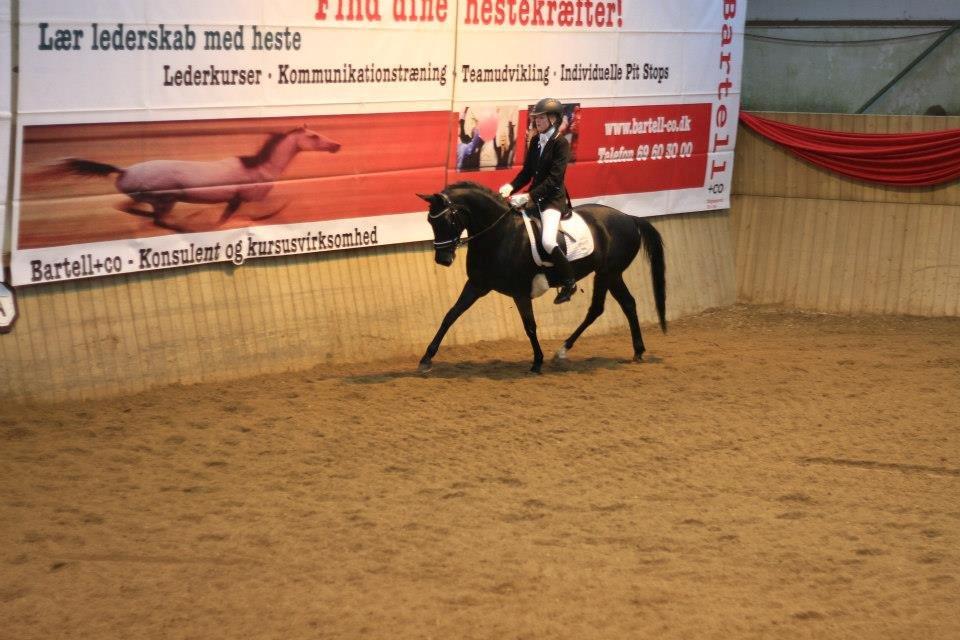 Tysk Sportspony Westendorf Harmonie *B-Pony* - Til første landstævne :-) billede 5