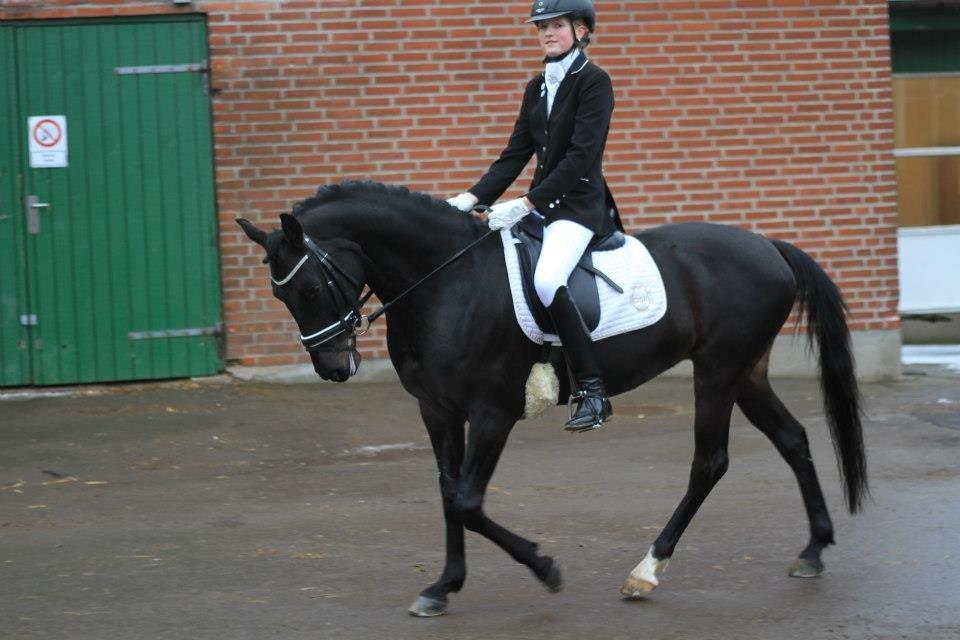 Tysk Sportspony Westendorf Harmonie *B-Pony* - På vej ind på banen :-) billede 8