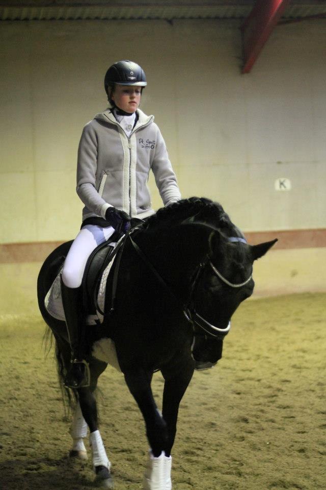 Tysk Sportspony Westendorf Harmonie *B-Pony* billede 2