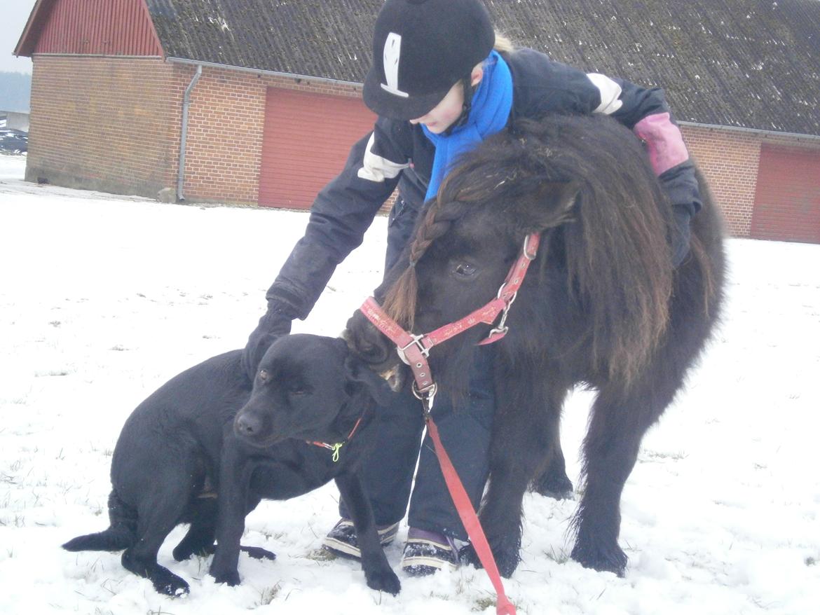 Shetlænder Milimeter billede 3
