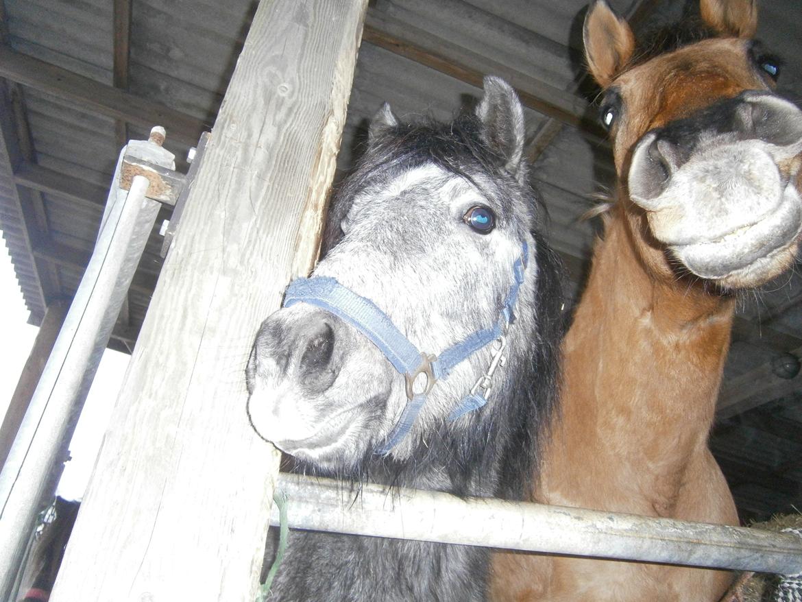 Anden særlig race Sweedy billede 3