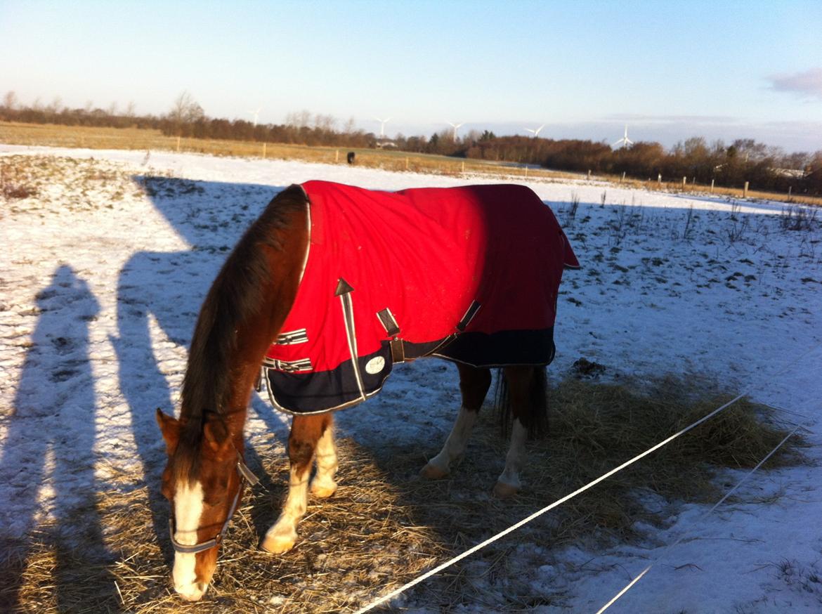 DSP Tai Nick Nack billede 1