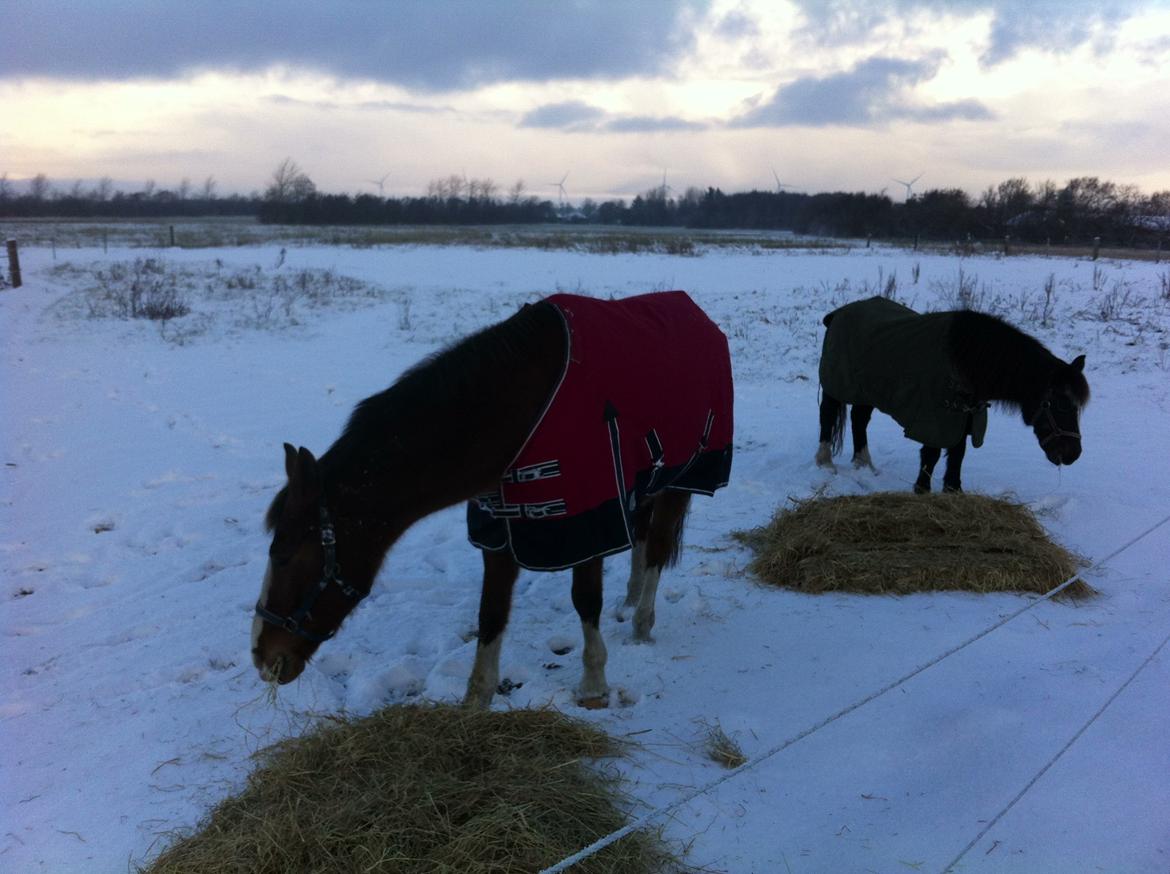 DSP Tai Nick Nack billede 2