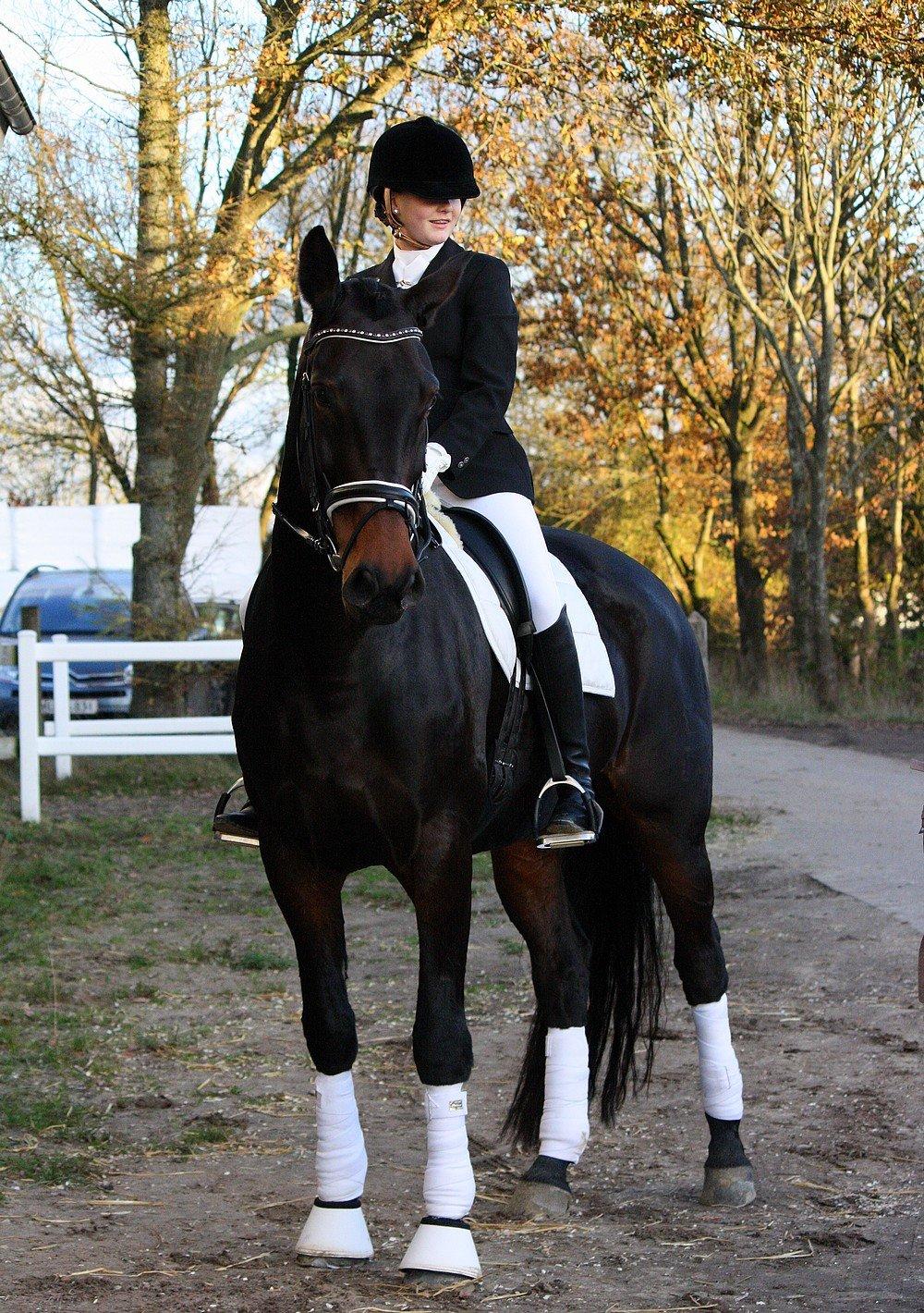 Dansk Varmblod Hestehavens Rebecca billede 1