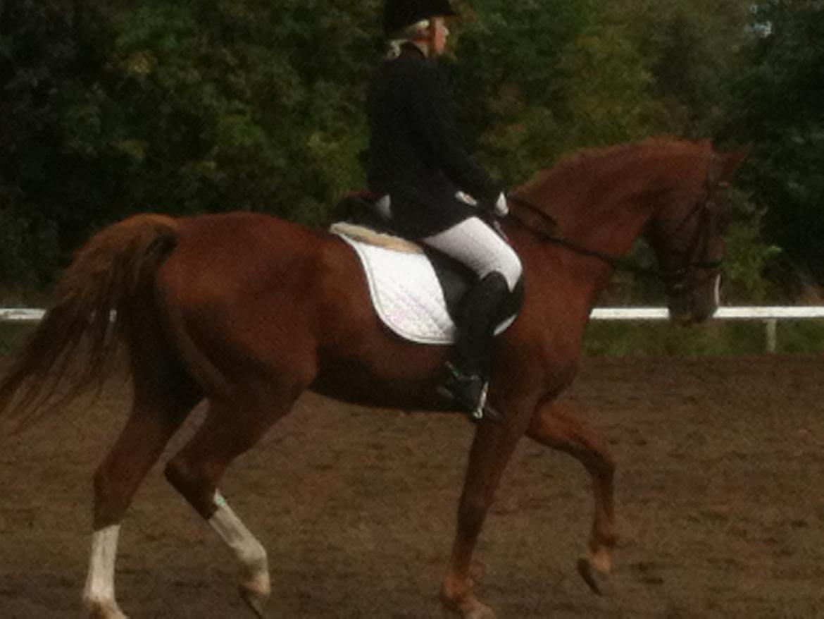 Dansk Varmblod Scully Lyngriis billede 1