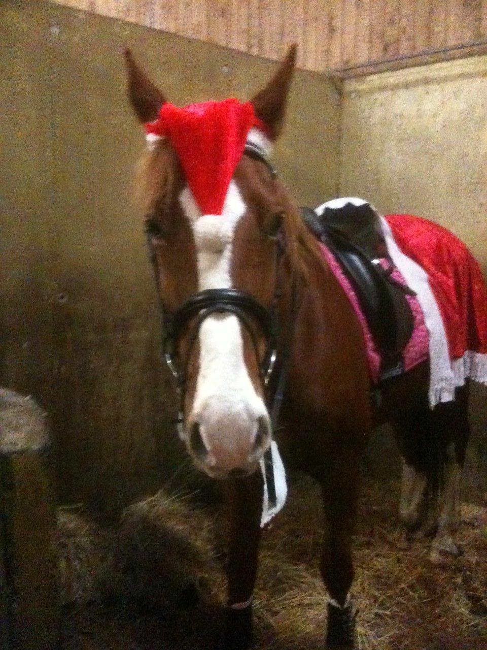 Dansk Varmblod Scully Lyngriis billede 2