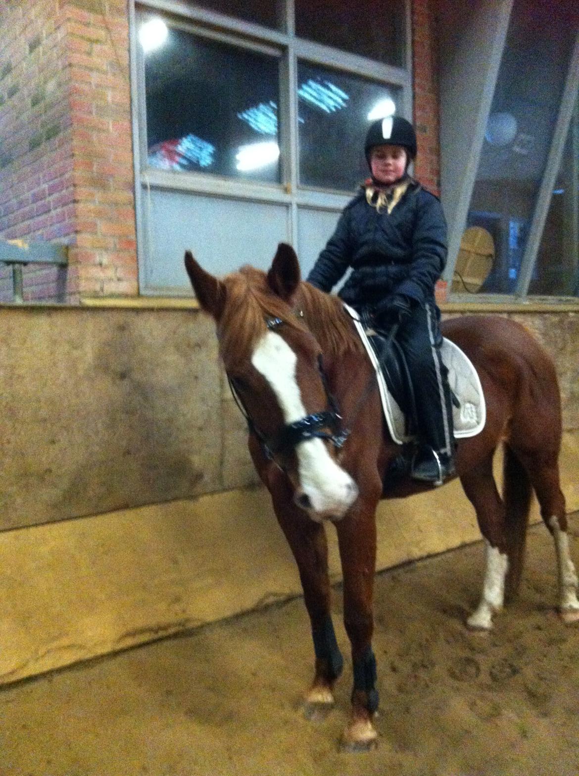 Dansk Varmblod Scully Lyngriis billede 3