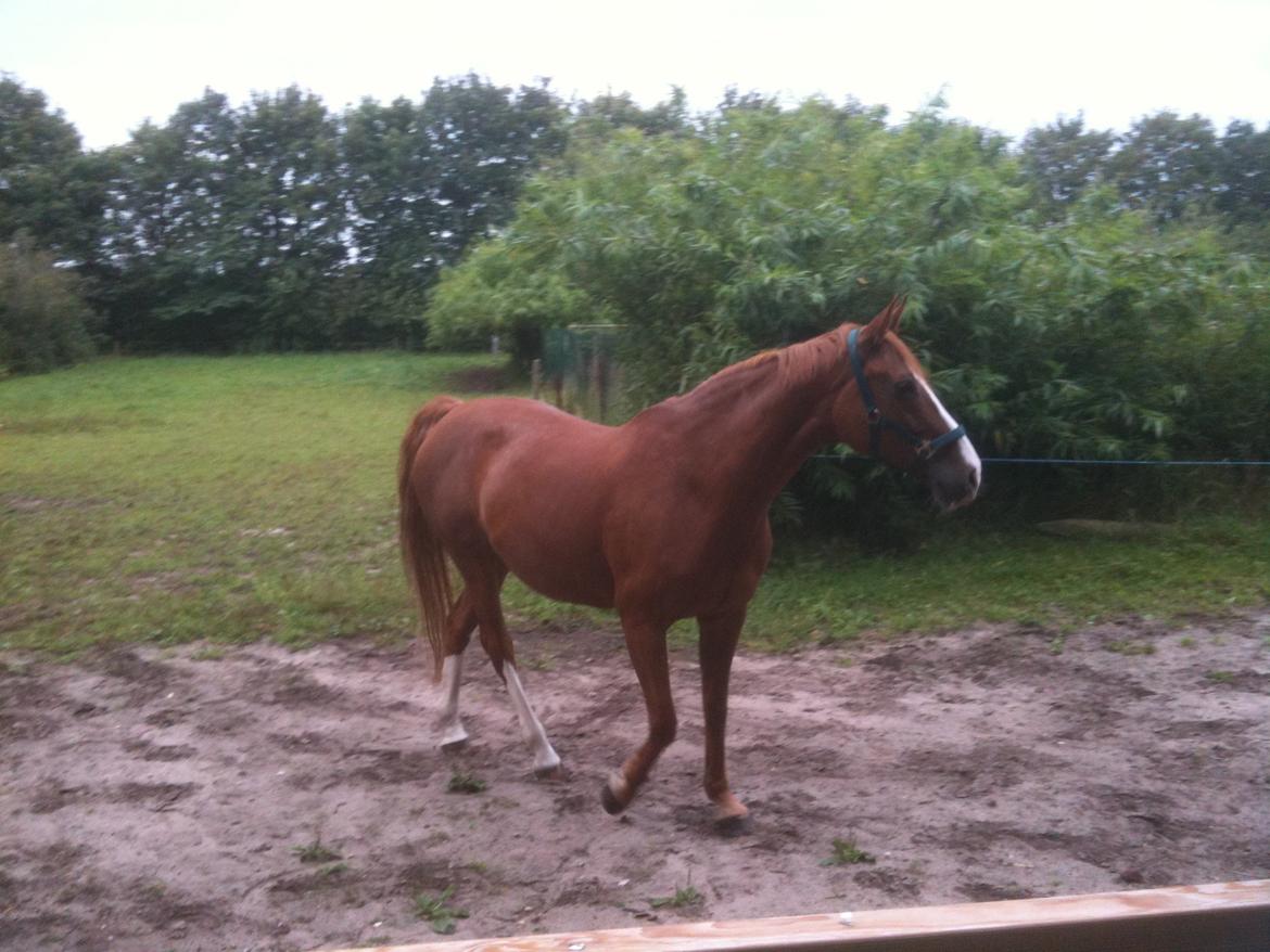 Dansk Varmblod Scully Lyngriis billede 4