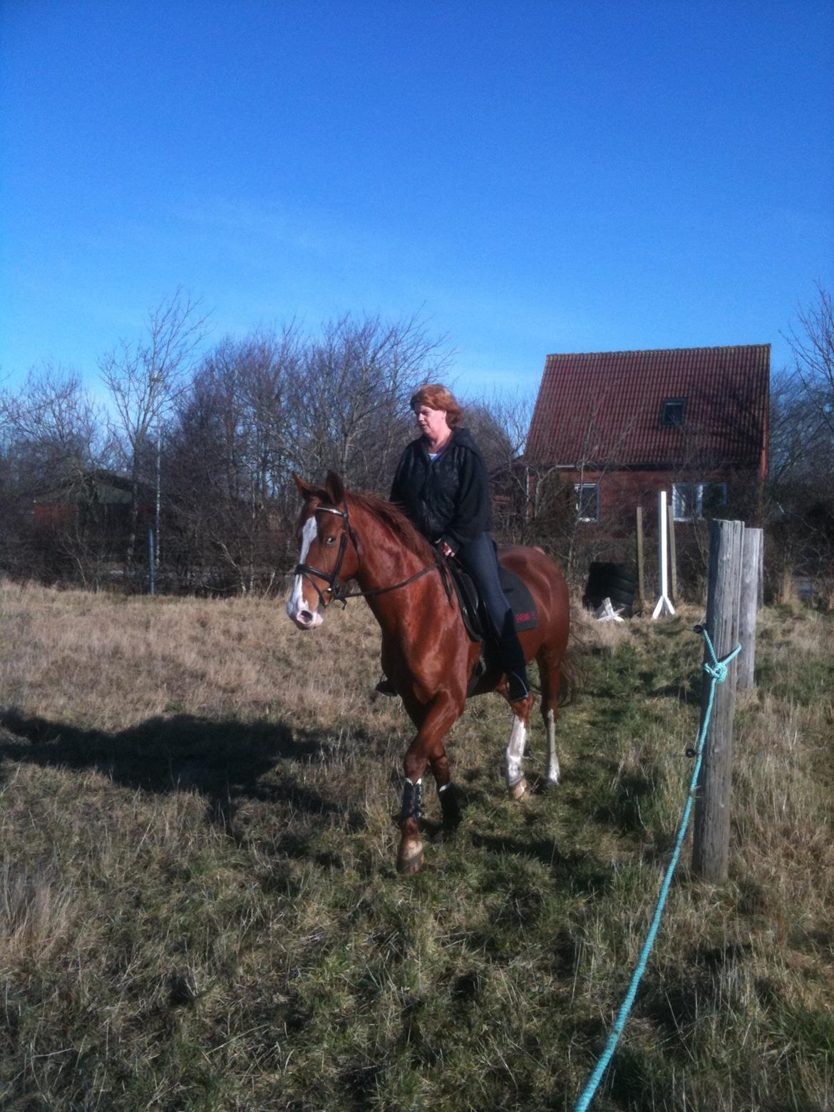 Dansk Varmblod Scully Lyngriis billede 5