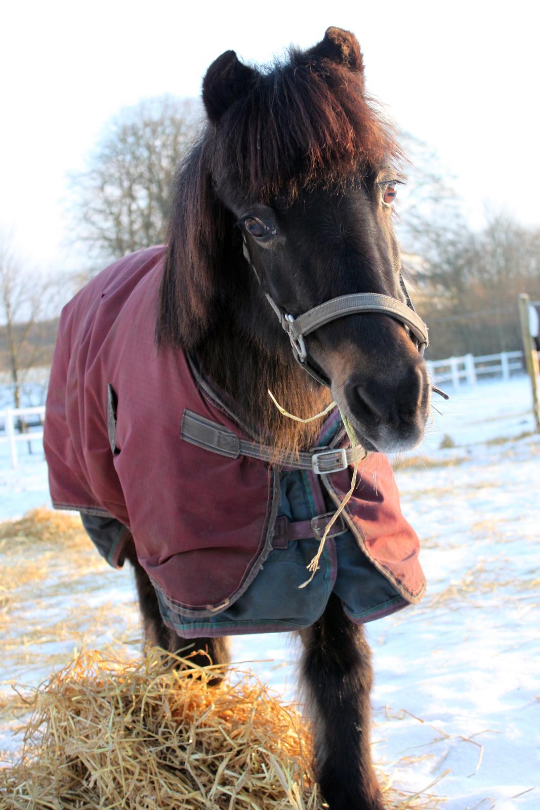 Anden særlig race Julle - Søde gamle Julle januar 2013 - Foto: Line Skou billede 20