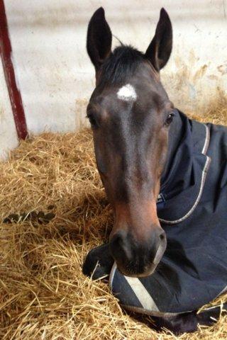 Hollandsk Varmblod Cavour - Hej Claraaaa!! Jeg tog mig altså lige en lille lur!<3 billede 4