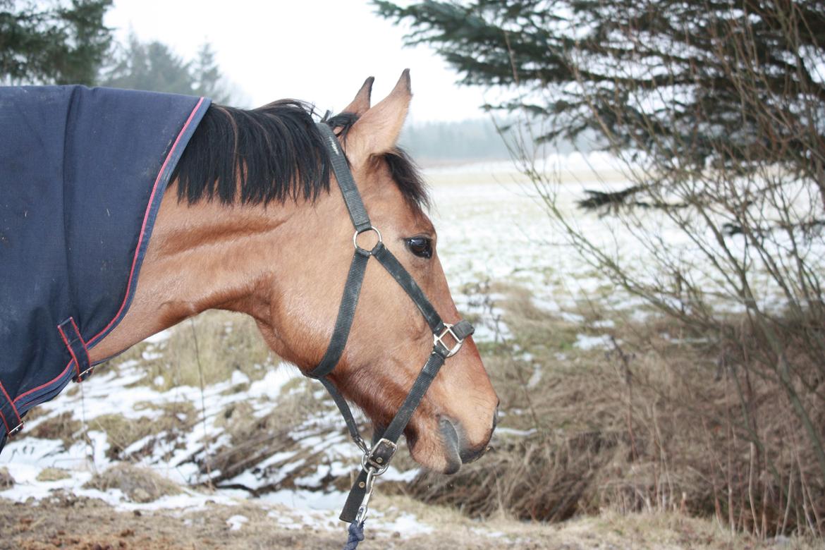 DSP Margo Lux billede 15
