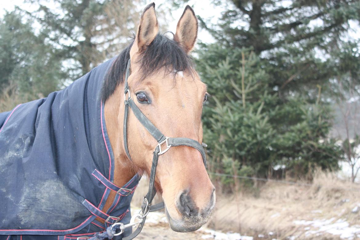 DSP Margo Lux billede 19