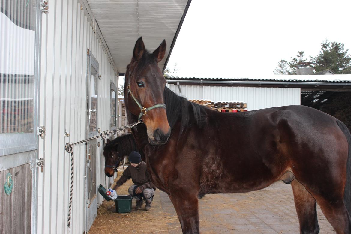 Traver Odin Toft billede 14