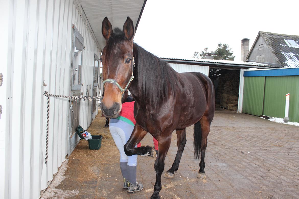 Traver Odin Toft billede 6