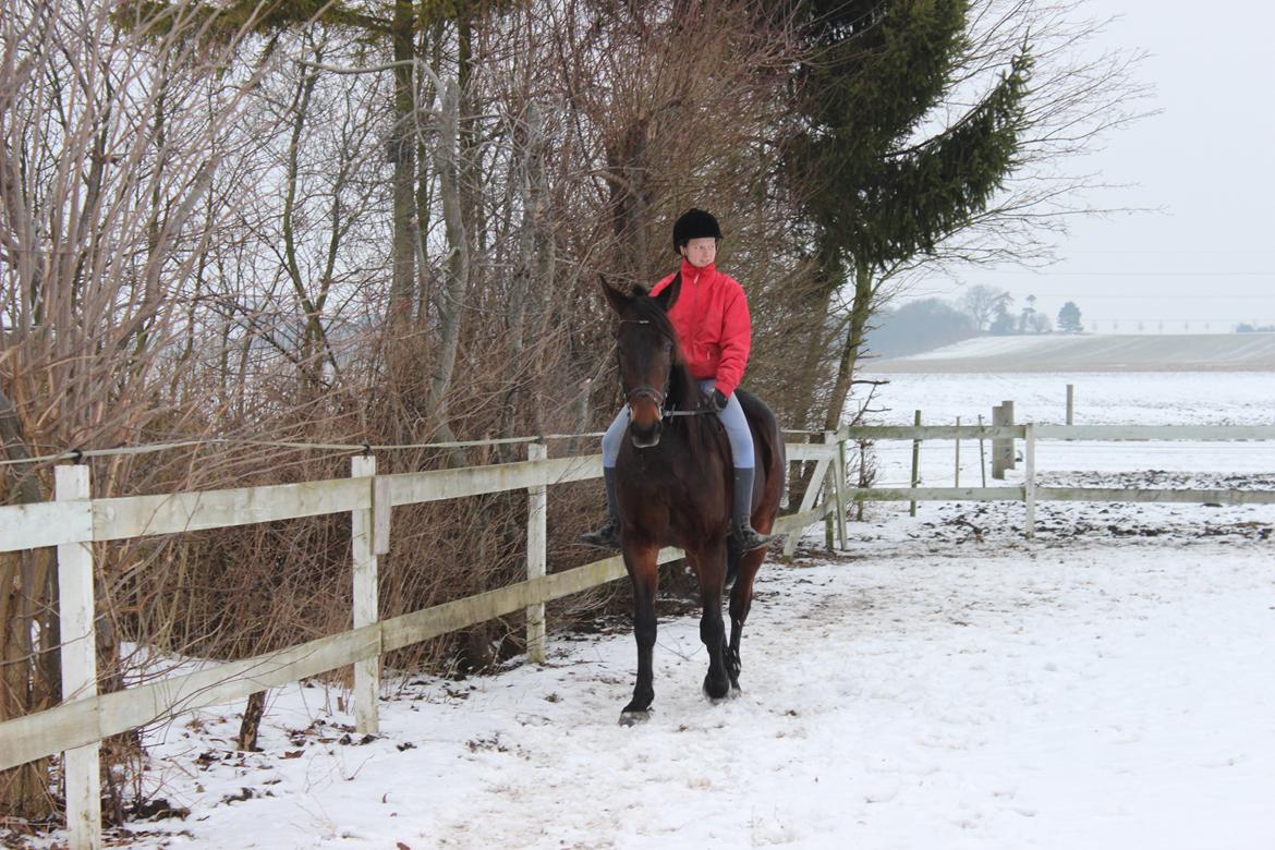 Traver Odin Toft - Anden gang jeg rider Odin :) billede 2