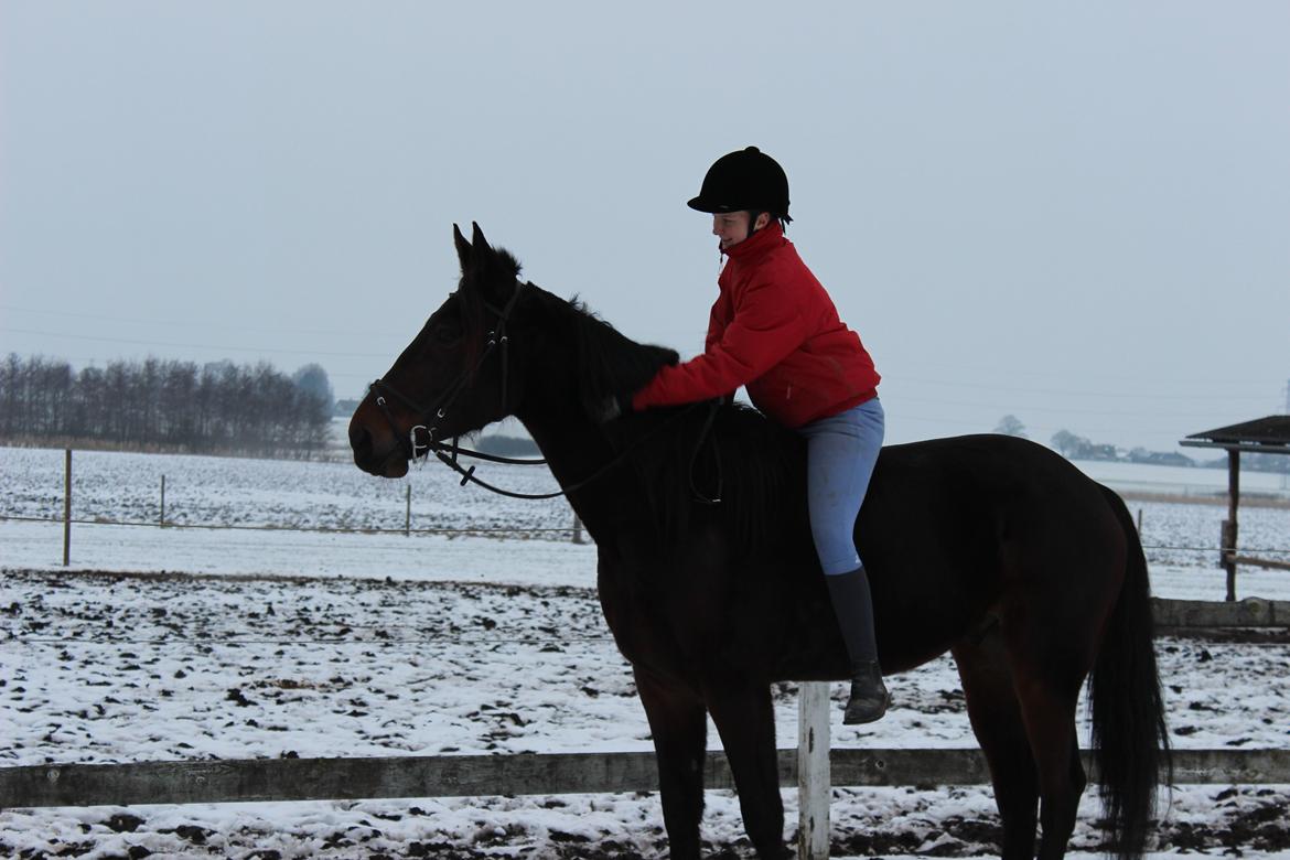 Traver Odin Toft - Hygge tur på ridebanen :D  billede 17