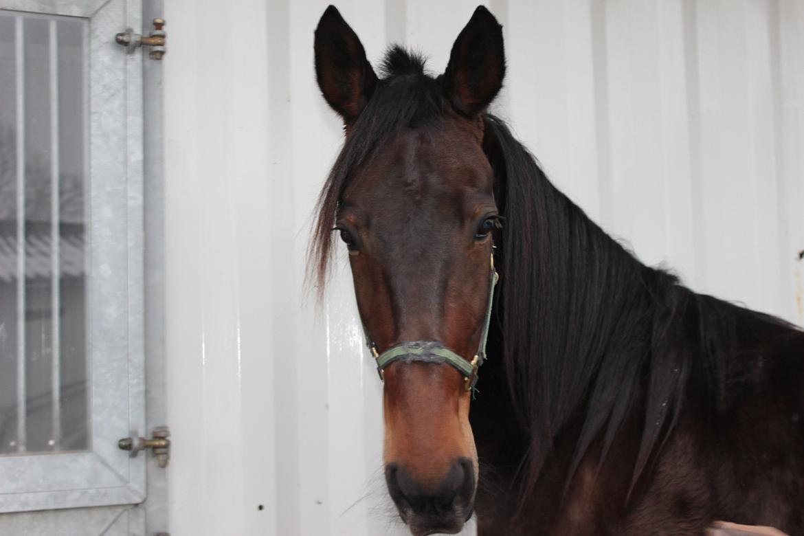 Traver Odin Toft - Velkommen til Odin's profil :D  billede 1