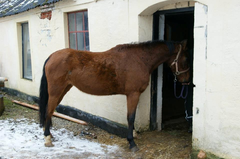 Anden særlig race New Dawn (Spring) - Hmm, er her godt inde? 6/2 2013 billede 2