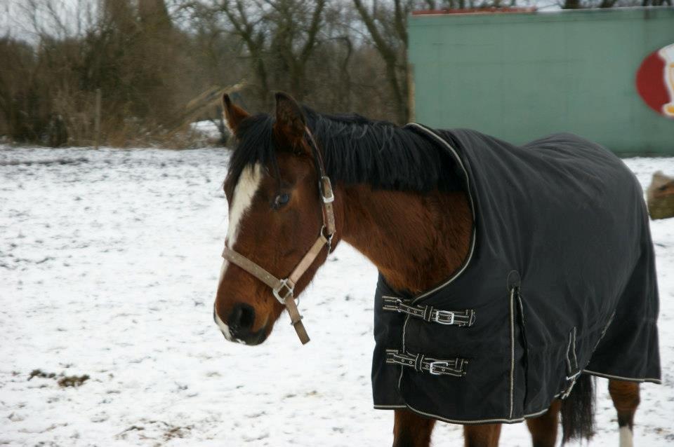 Anden særlig race New Dawn (Spring) - Velkommen til Springs profil. 7/2 2013 billede 1