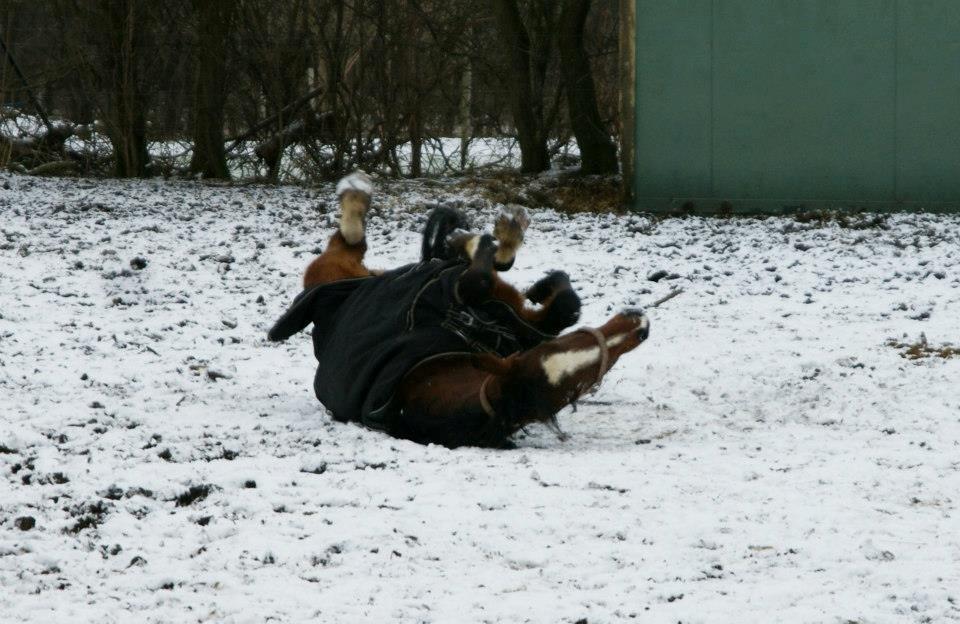 Anden særlig race New Dawn (Spring) - Uhh en rulletur på folden er dælme dejligt (og tjek lige mine nye fusser). 7/2 2013 billede 3
