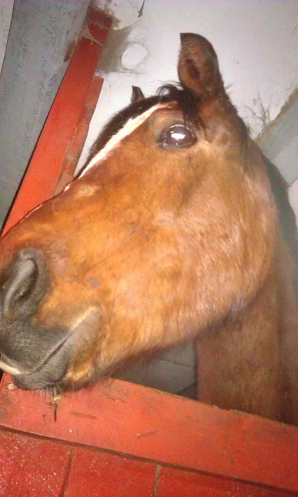 Anden særlig race New Dawn (Spring) - Hej hej mor :) 14/2 2013 billede 7