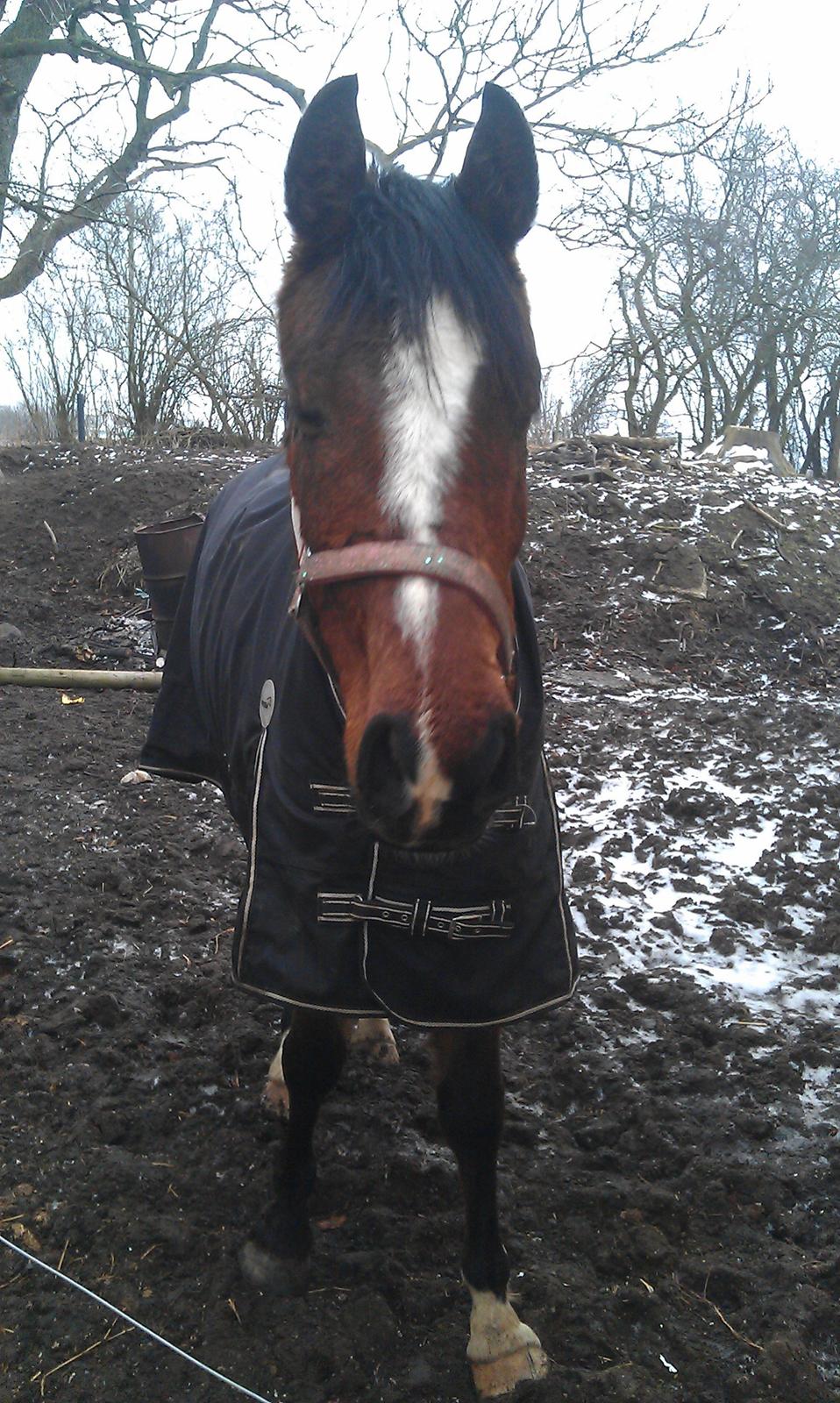 Anden særlig race New Dawn (Spring) - 10/2 2013 billede 4