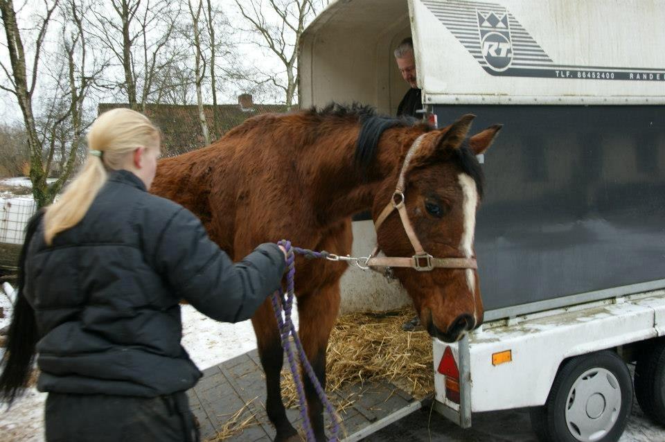 Anden særlig race New Dawn (Spring) - Det der med trailer er ikke nemt når man aldrig har prøvet det før.. 6/2 2013 billede 5