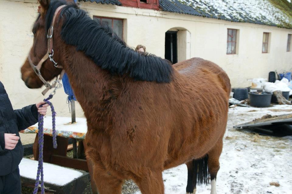 Anden særlig race New Dawn (Spring) - Lille, tynde Spring.. 6/2 2013 billede 6