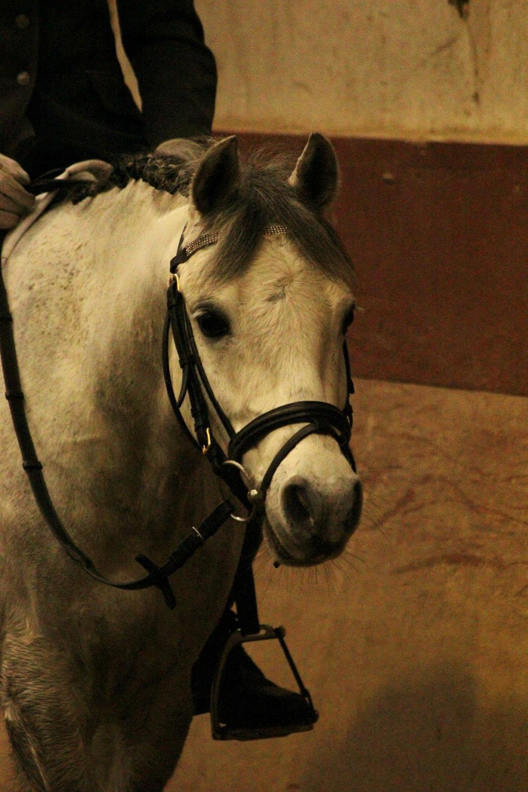 Welsh Pony (sec B) Lyngvejens Marcel  [A-pony] - Vores første landstævne i Vallensbæk. Smukke ♥ billede 4