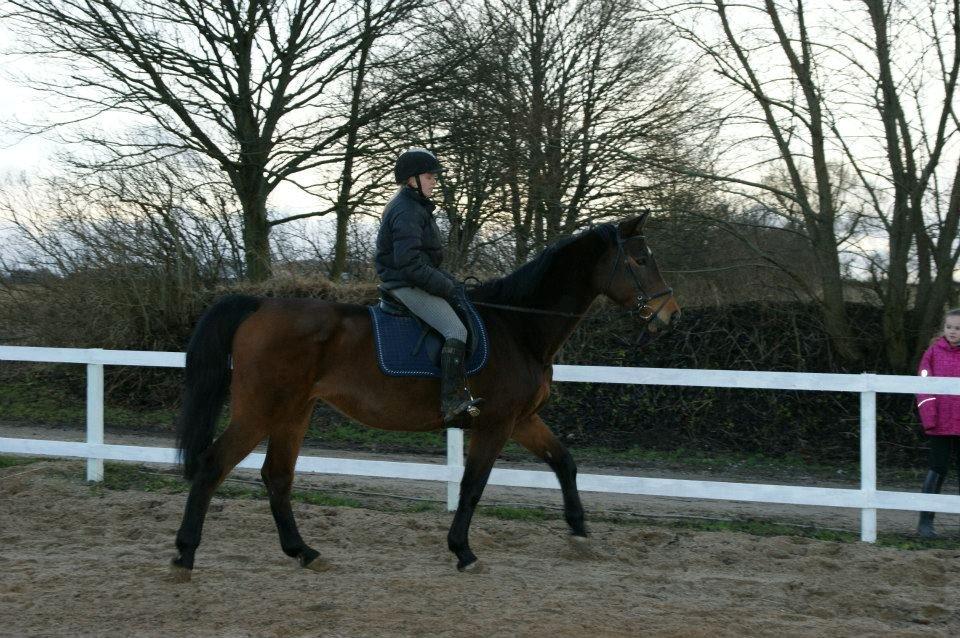Zangersheide D. Chriesafie Z - Første tur efter hun var kommet hjem til os :D billede 3