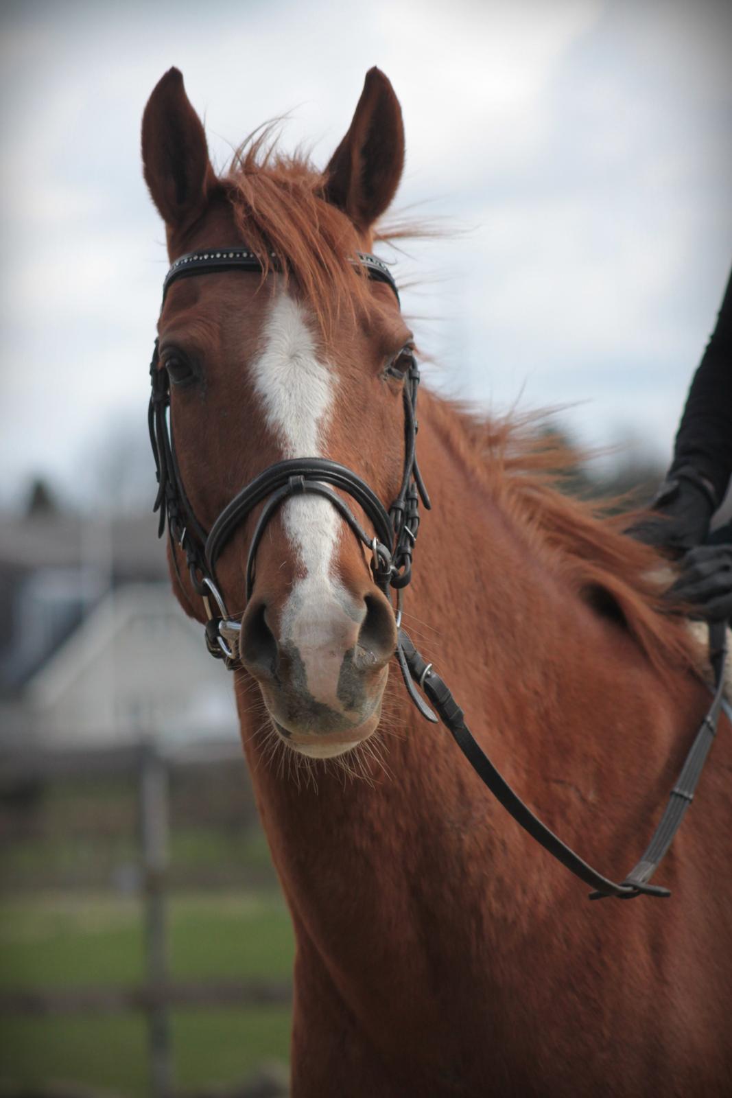 Anden særlig race Fox Trot billede 8