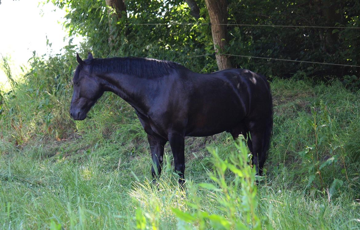 Welsh Cob (sec D) Carport's Chrysler - Sommerfold. billede 5