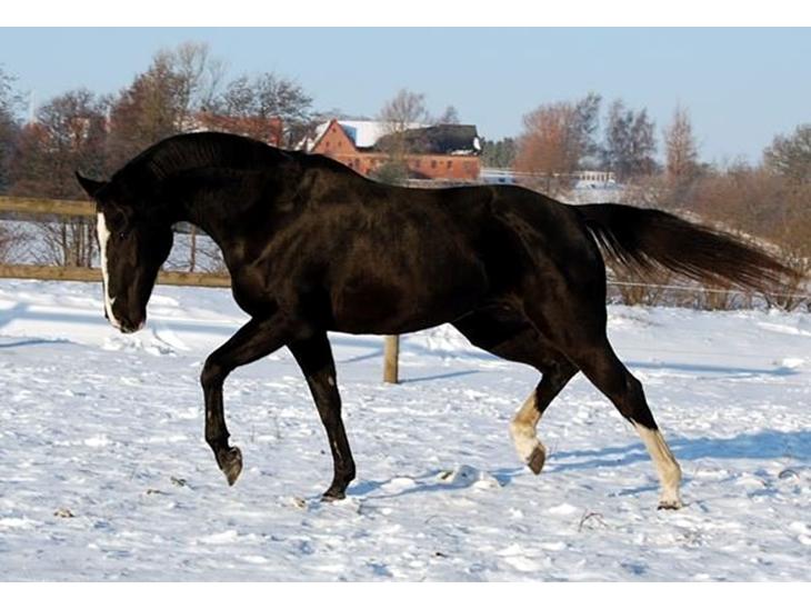 {{currentPhoto.altText}} billede {{currentPhoto.number}}