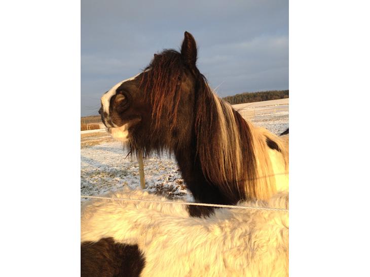 {{currentPhoto.altText}} billede {{currentPhoto.number}}