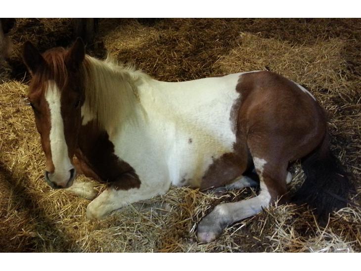 {{currentPhoto.altText}} billede {{currentPhoto.number}}