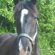 Anden særlig race Zappa