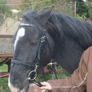 Anden særlig race Zappa